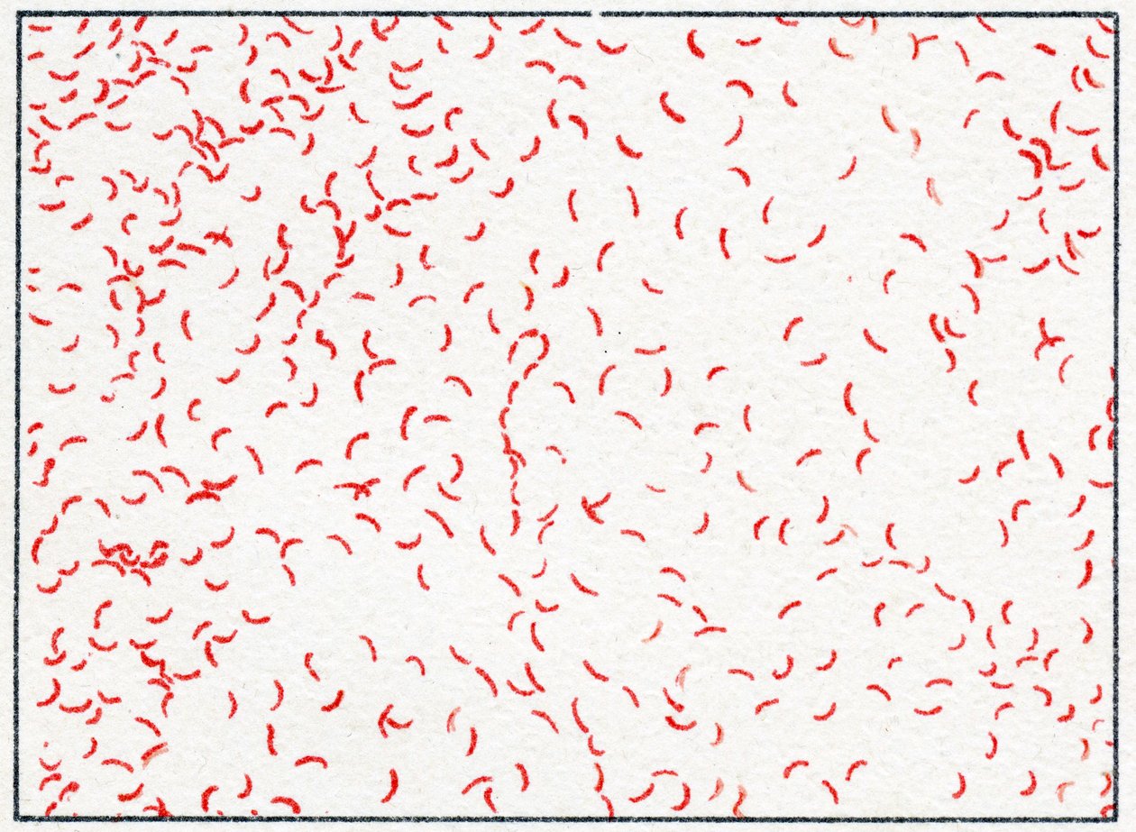 Bacterie Vibrio cholerae door German School