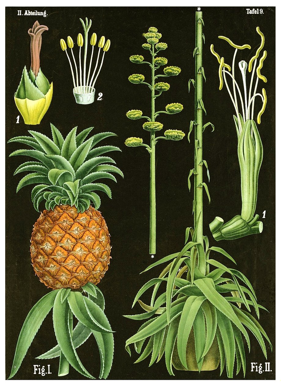 Ananas door German School