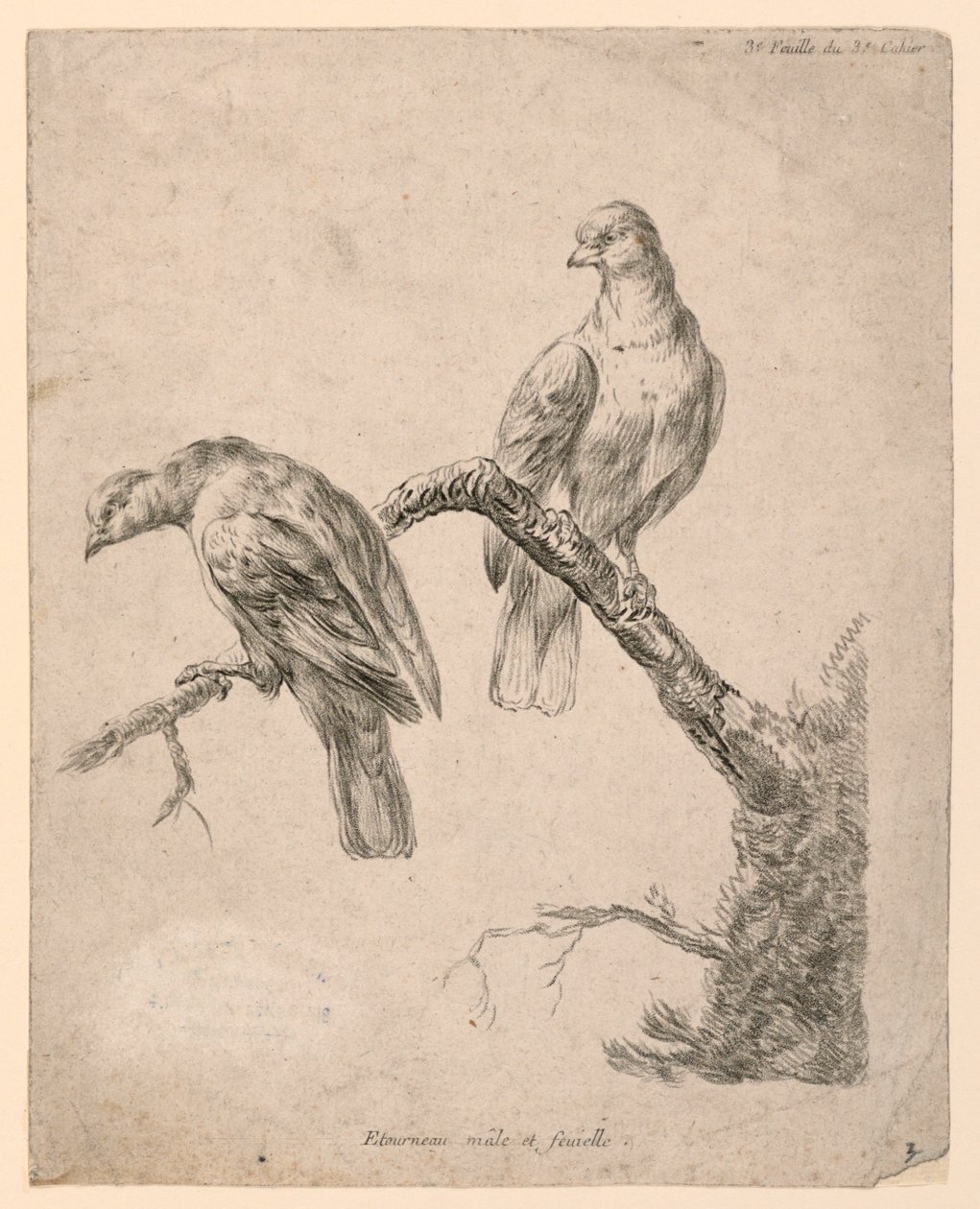 Twee Vogels op een Tak door Gilles Demarteau