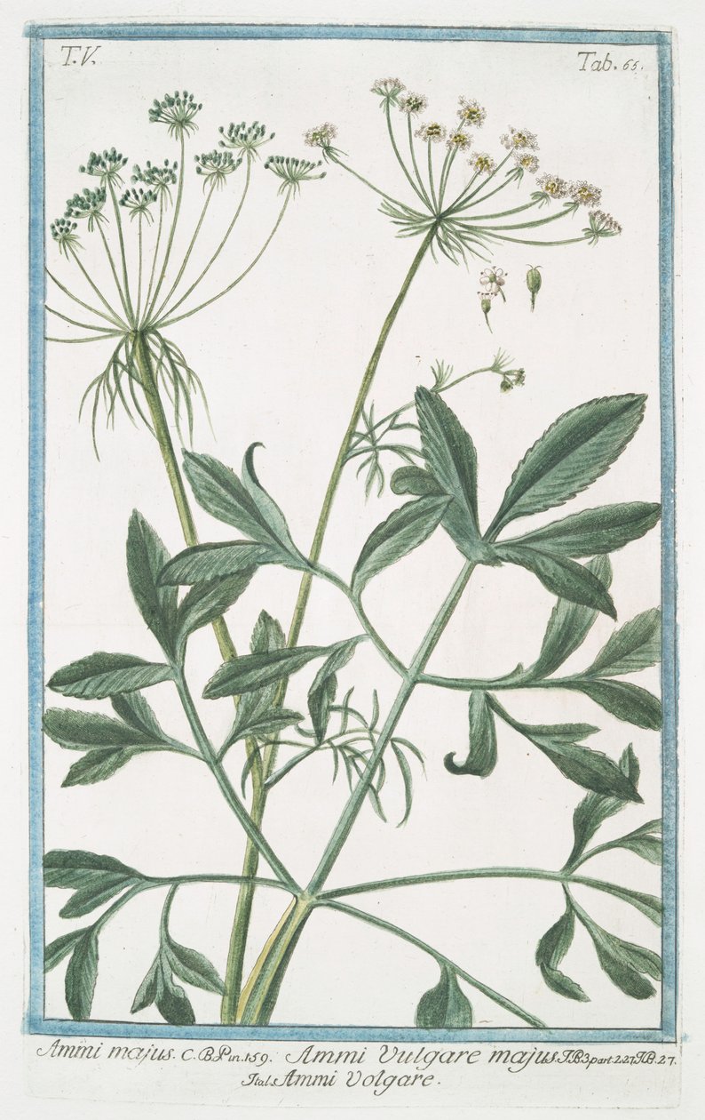 Ammi majus door Giorgio Bonelli