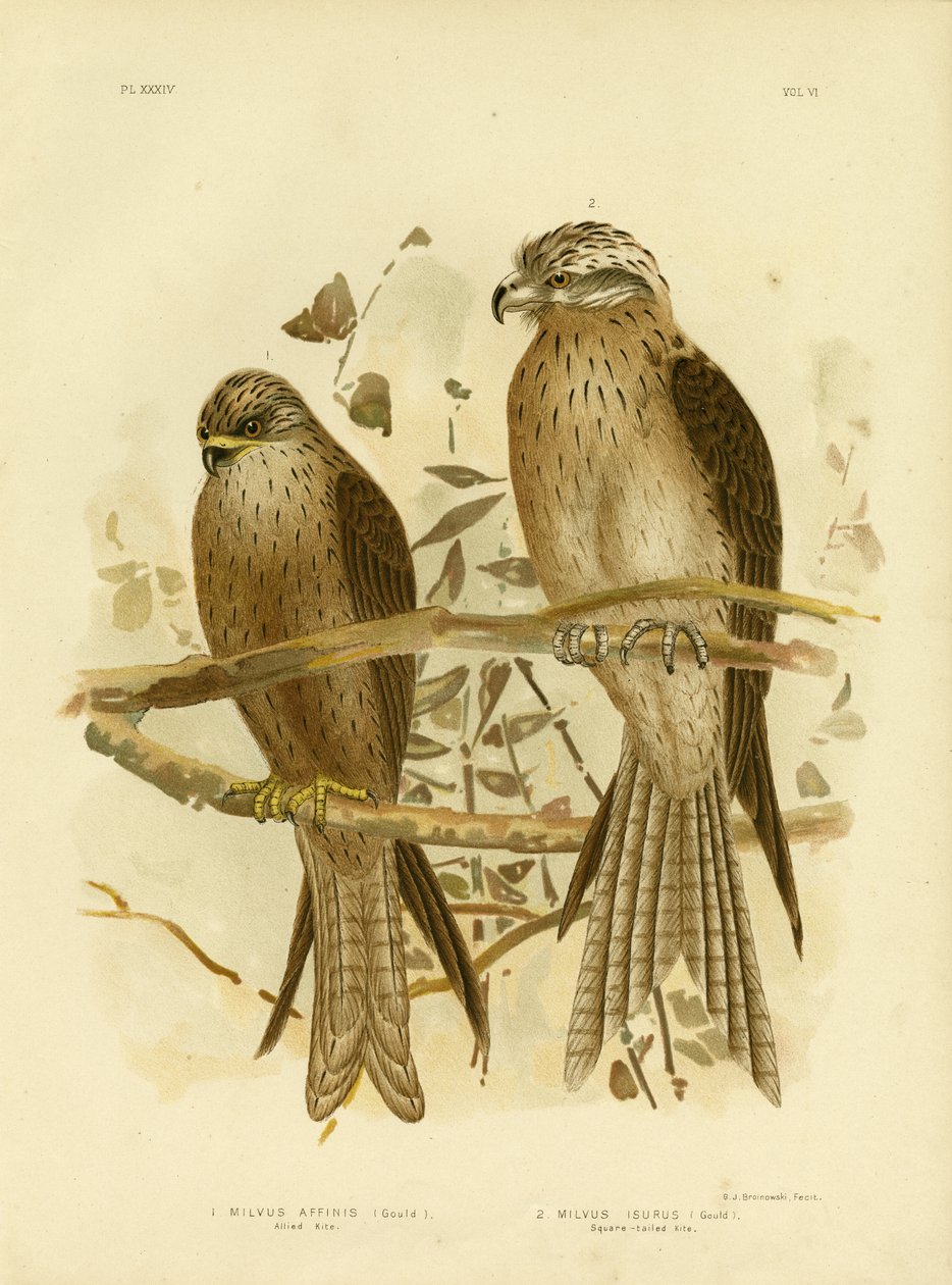 Allied Kite of Black Kite, 1891 door Gracius Broinowski