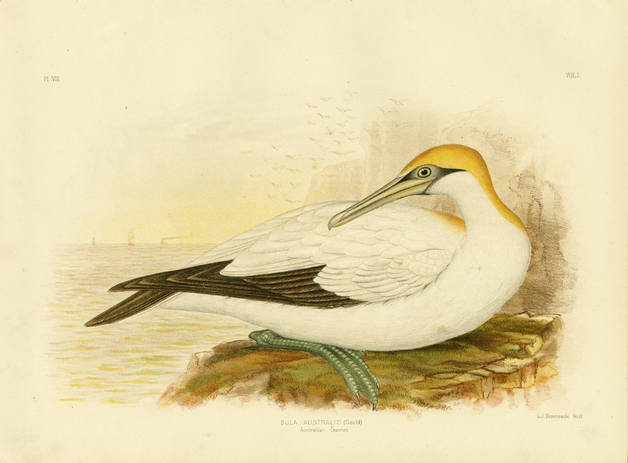 Australische Jan-van-gent door Gracius Broinowski