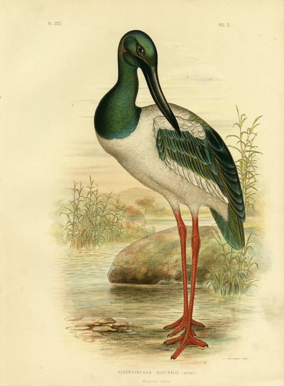 Australische Jabiru of Zwartnek Ooievaar, 1891 door Gracius Broinowski