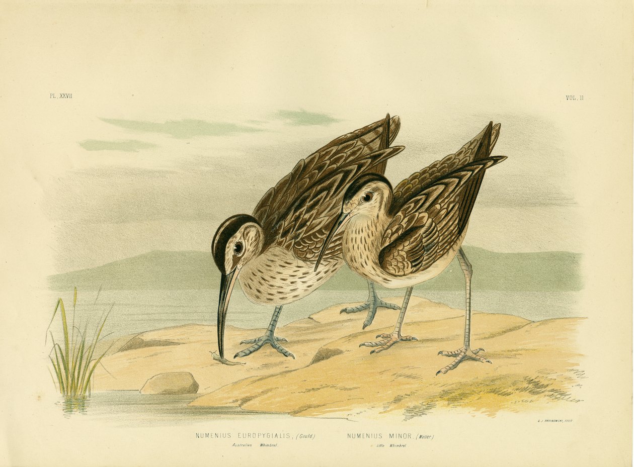 Australische Wulp, 1891 door Gracius Broinowski