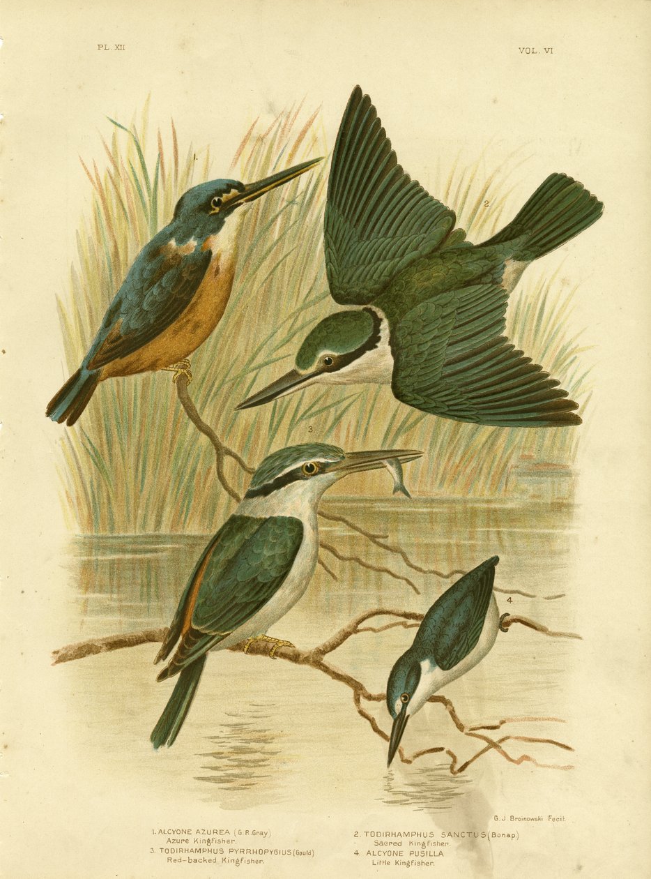 Azure IJsvogel, 1891 door Gracius Broinowski