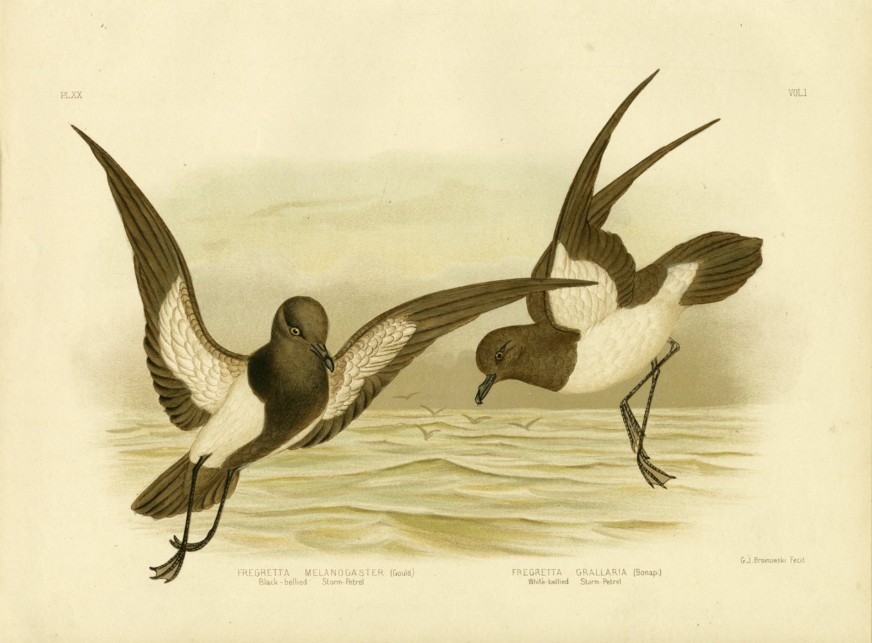 Zwartbuikstormvogel, 1891 door Gracius Broinowski