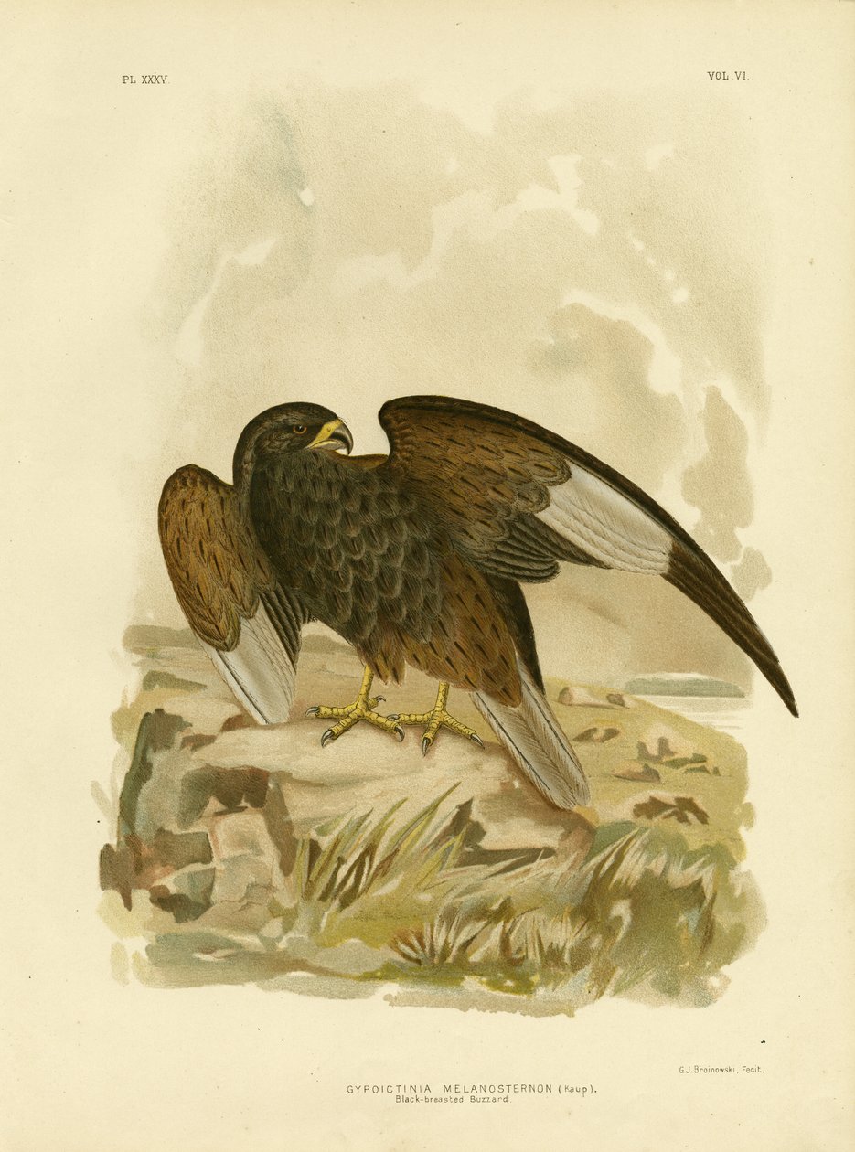 Zwartborstbuizerd, 1891 door Gracius Broinowski