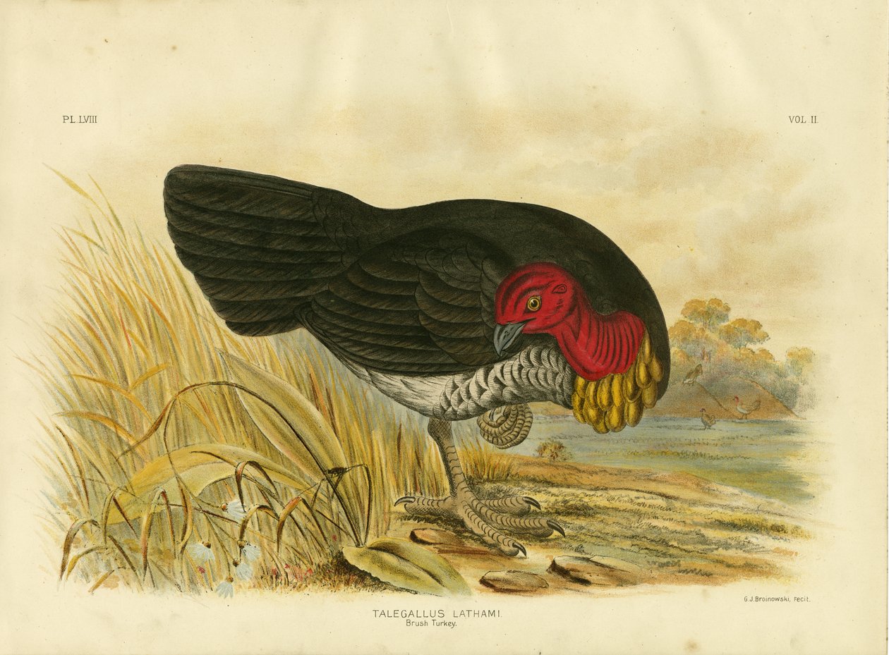 Borstelkalkoen, 1891 door Gracius Broinowski
