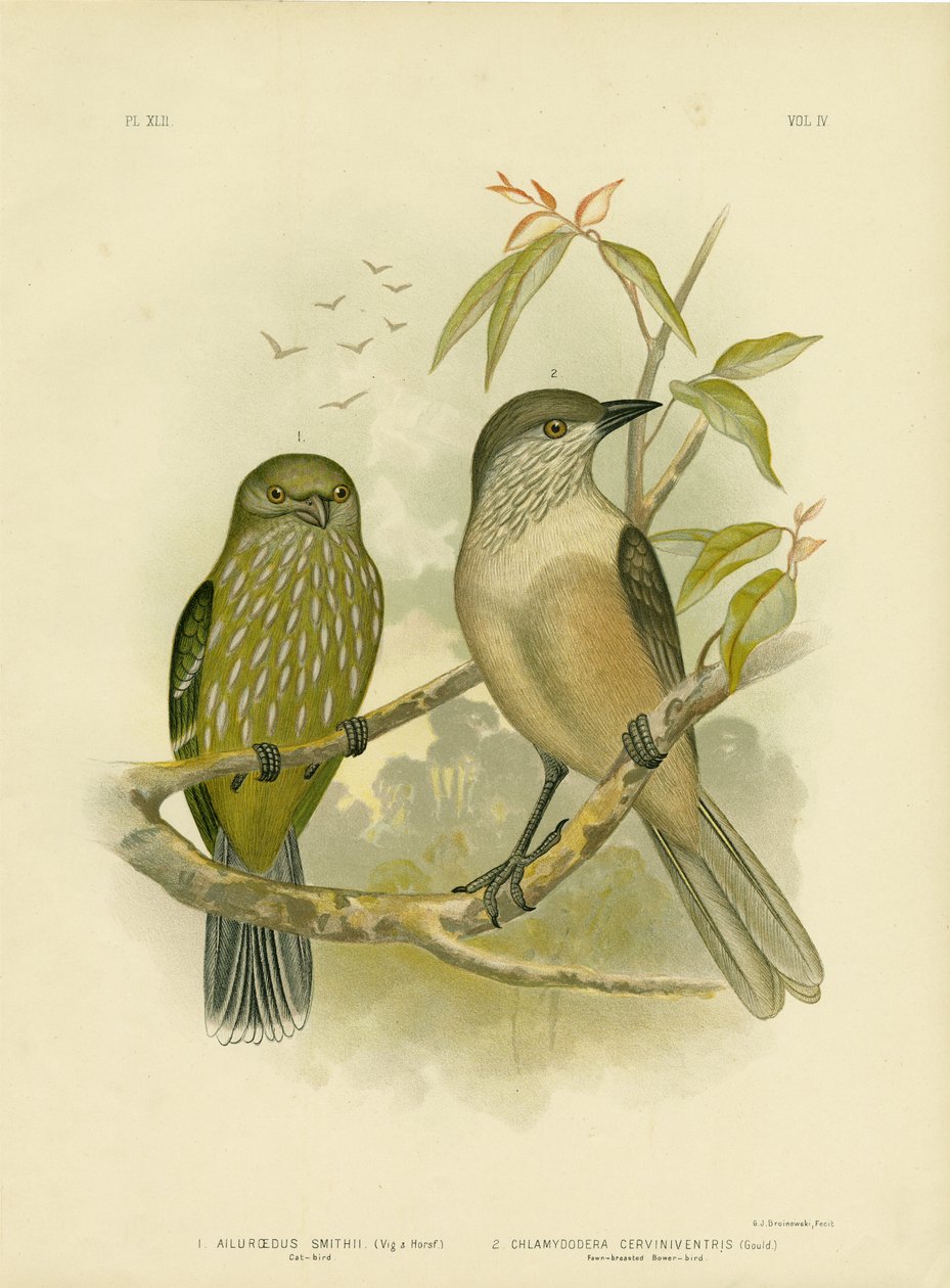 Katvogel, 1891 door Gracius Broinowski
