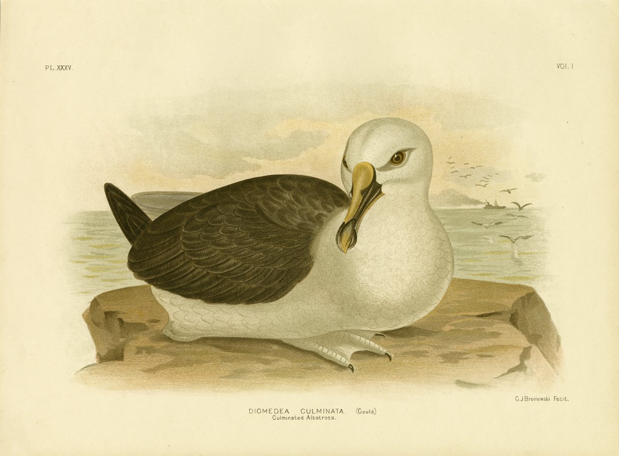 Geculmineerde albatros, 1891 door Gracius Broinowski