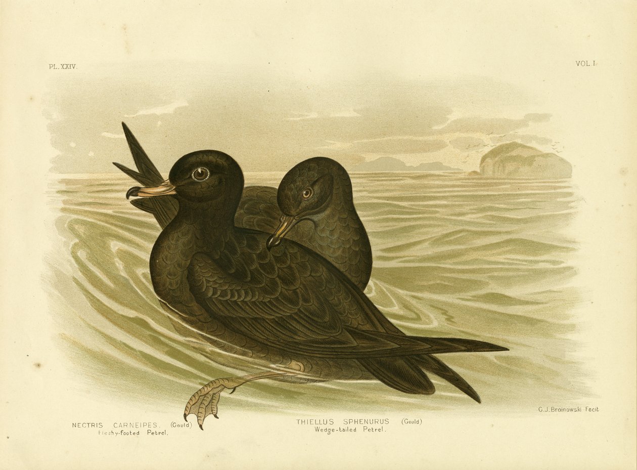 Vleesvoetige Stormvogel, 1891 door Gracius Broinowski