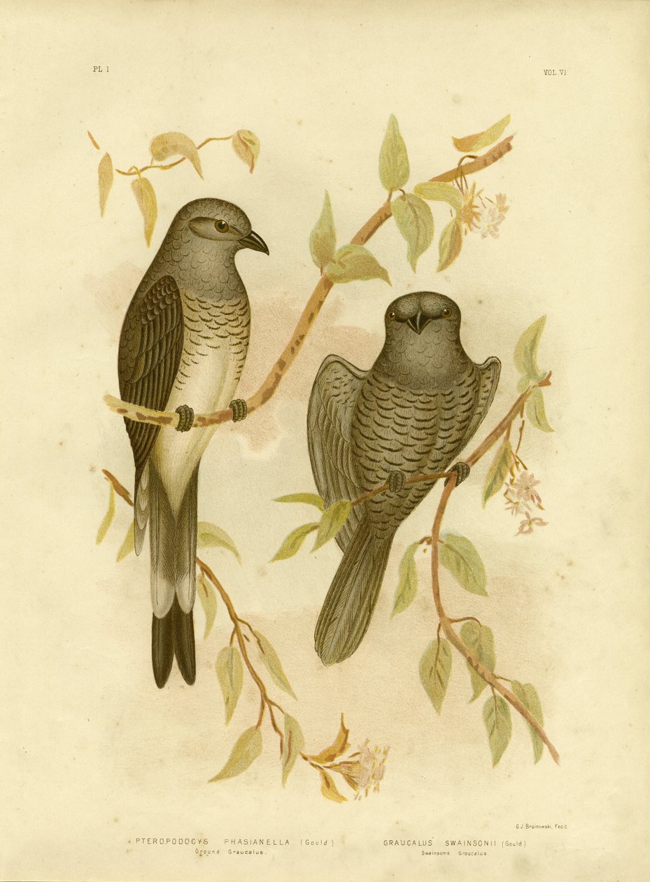 Grond Graucalus of Grond Koekoekklauwier, 1891 door Gracius Broinowski