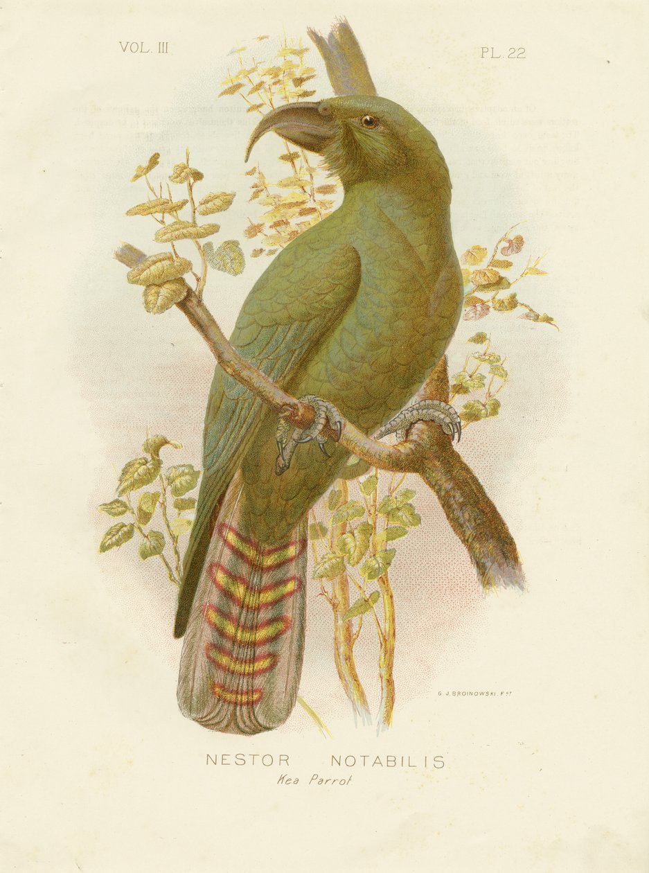Kea, 1891 door Gracius Broinowski