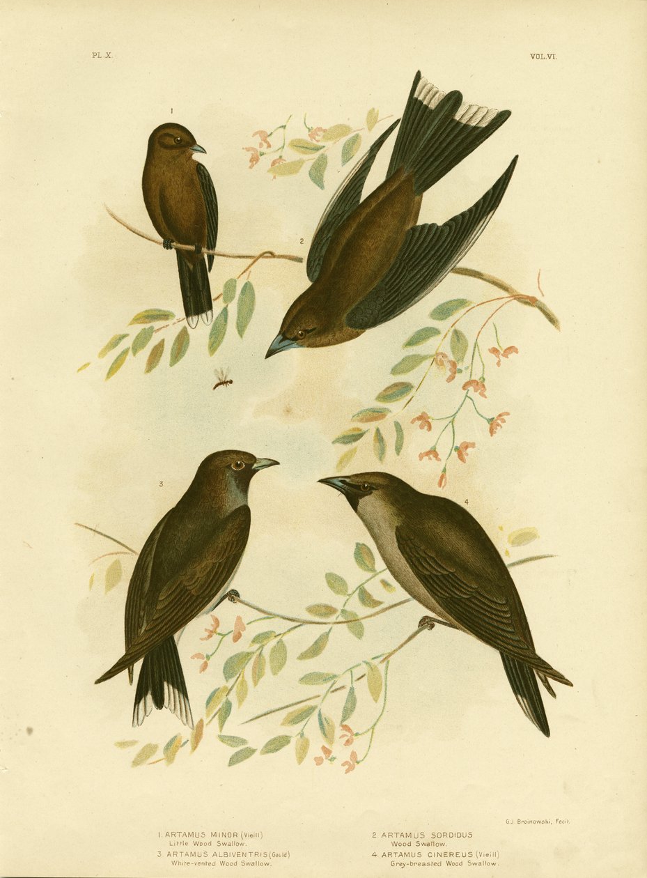 Kleine houtzwaluw, 1891 door Gracius Broinowski