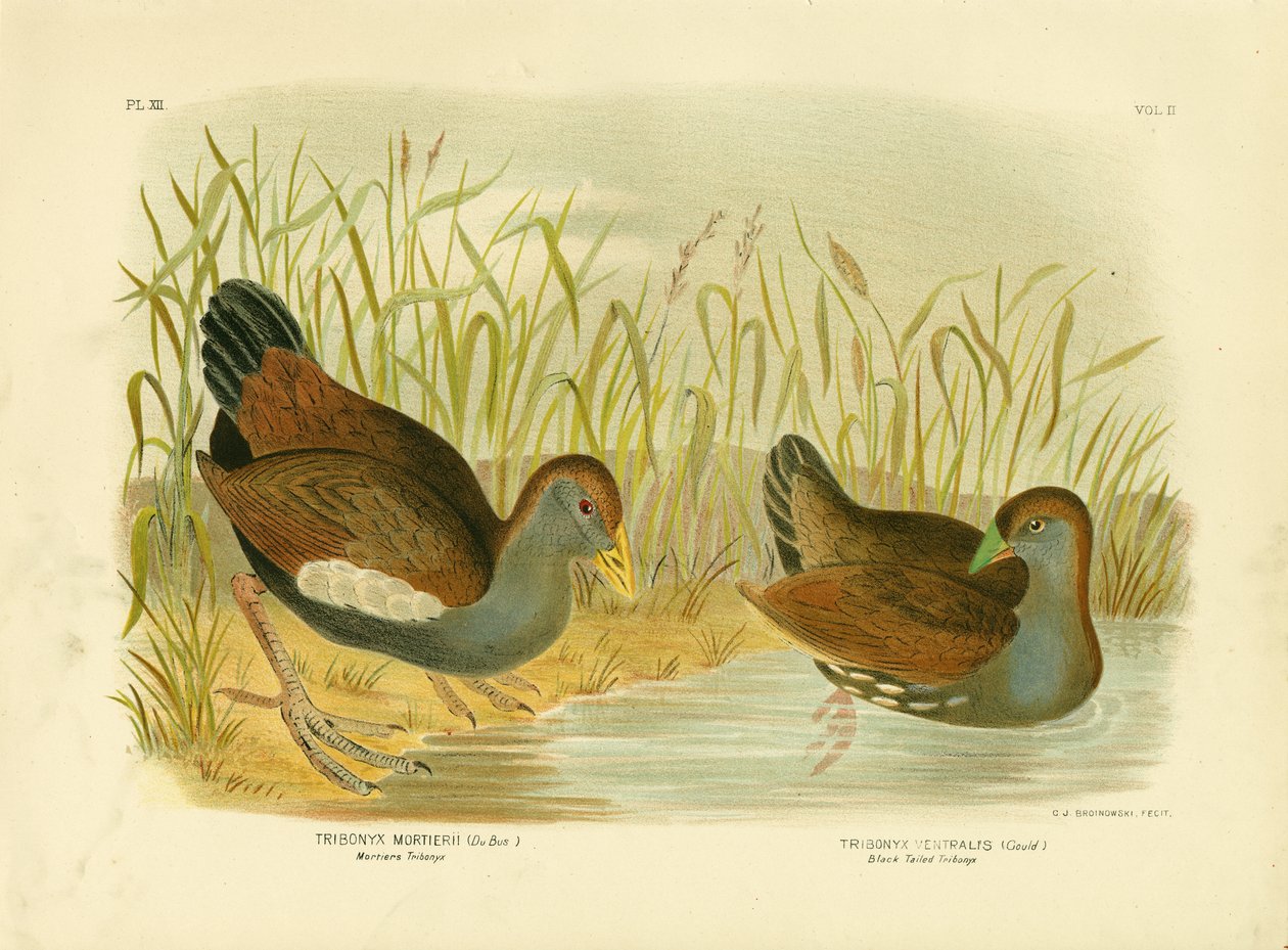 Mortiers Tribonyx of Tasmaanse Inheemse Haan, 1891 door Gracius Broinowski