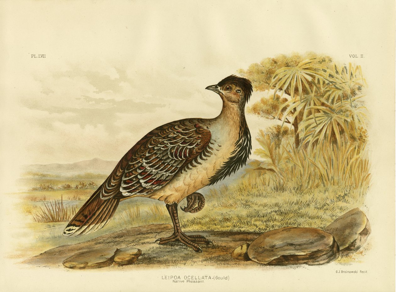 Inheemse Fazant of Malleefowl, 1891 door Gracius Broinowski