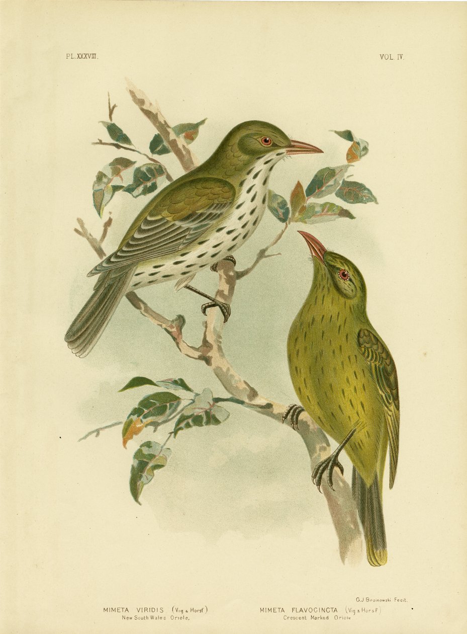 Nieuw-Zuid-Wales Oriole of Groene Oropendola door Gracius Broinowski
