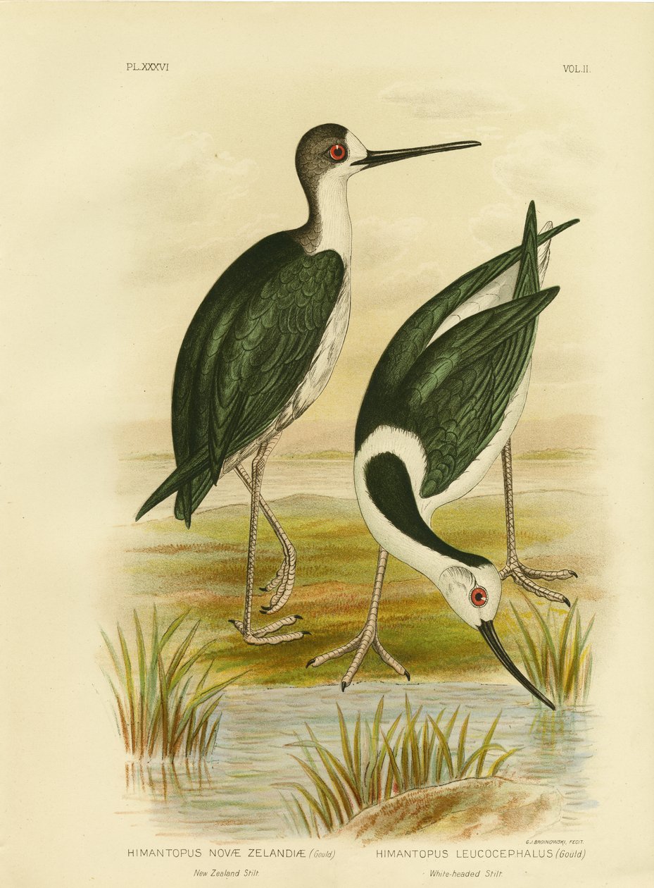 Nieuw-Zeelandse steltloper, 1891 door Gracius Broinowski