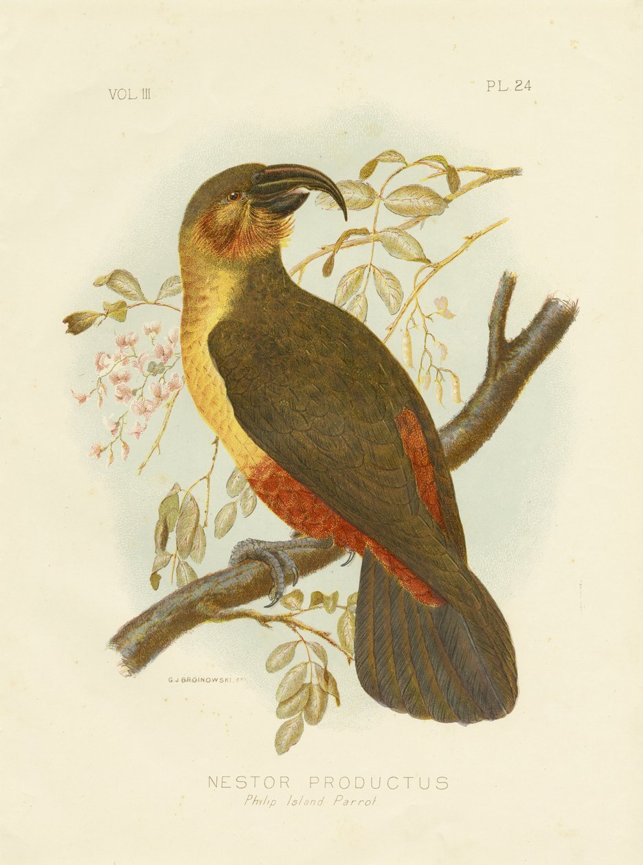 Norfolk Kaka, 1891 door Gracius Broinowski