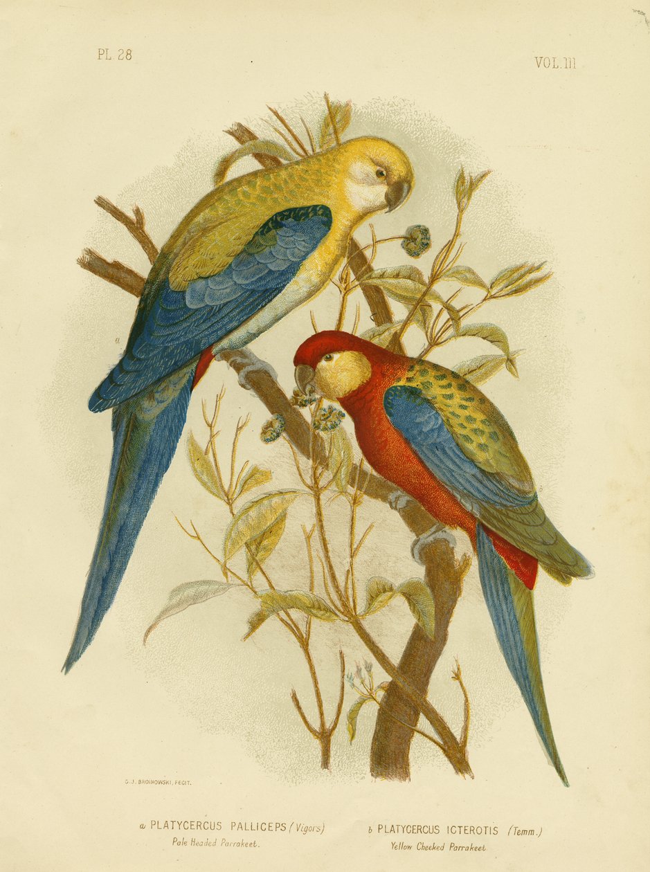 Bleekkopparkiet of Bleekkoprosella, 1891 door Gracius Broinowski