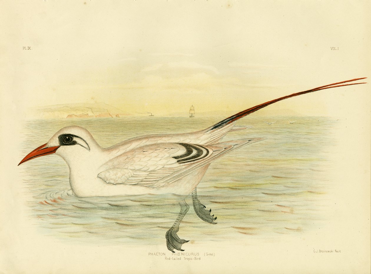Roodstaartkeerkringvogel, 1891 door Gracius Broinowski