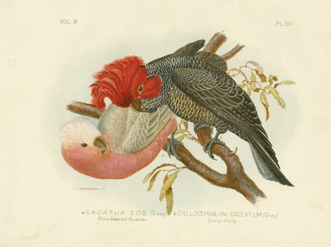 Roze-borstige kaketoe, 1891 door Gracius Broinowski