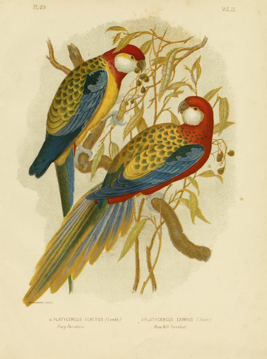 Rosella parkiet of oostelijke rosella, 1891 door Gracius Broinowski