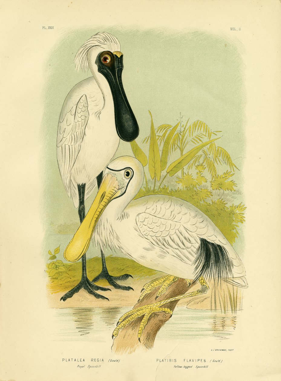 Koninklijke lepelaar, 1891 door Gracius Broinowski