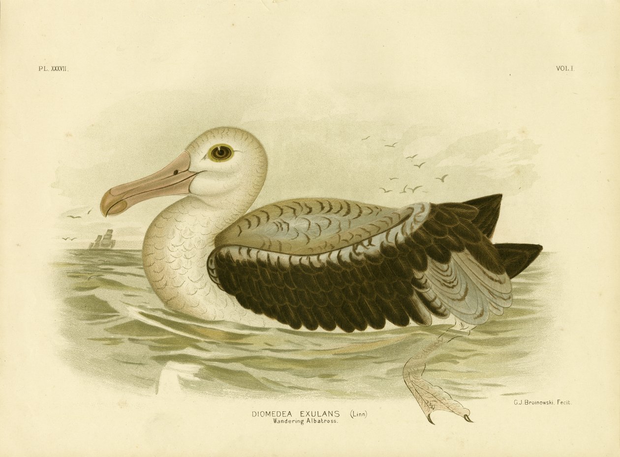 Zilvergrijze stormvogel, 1891 door Gracius Broinowski