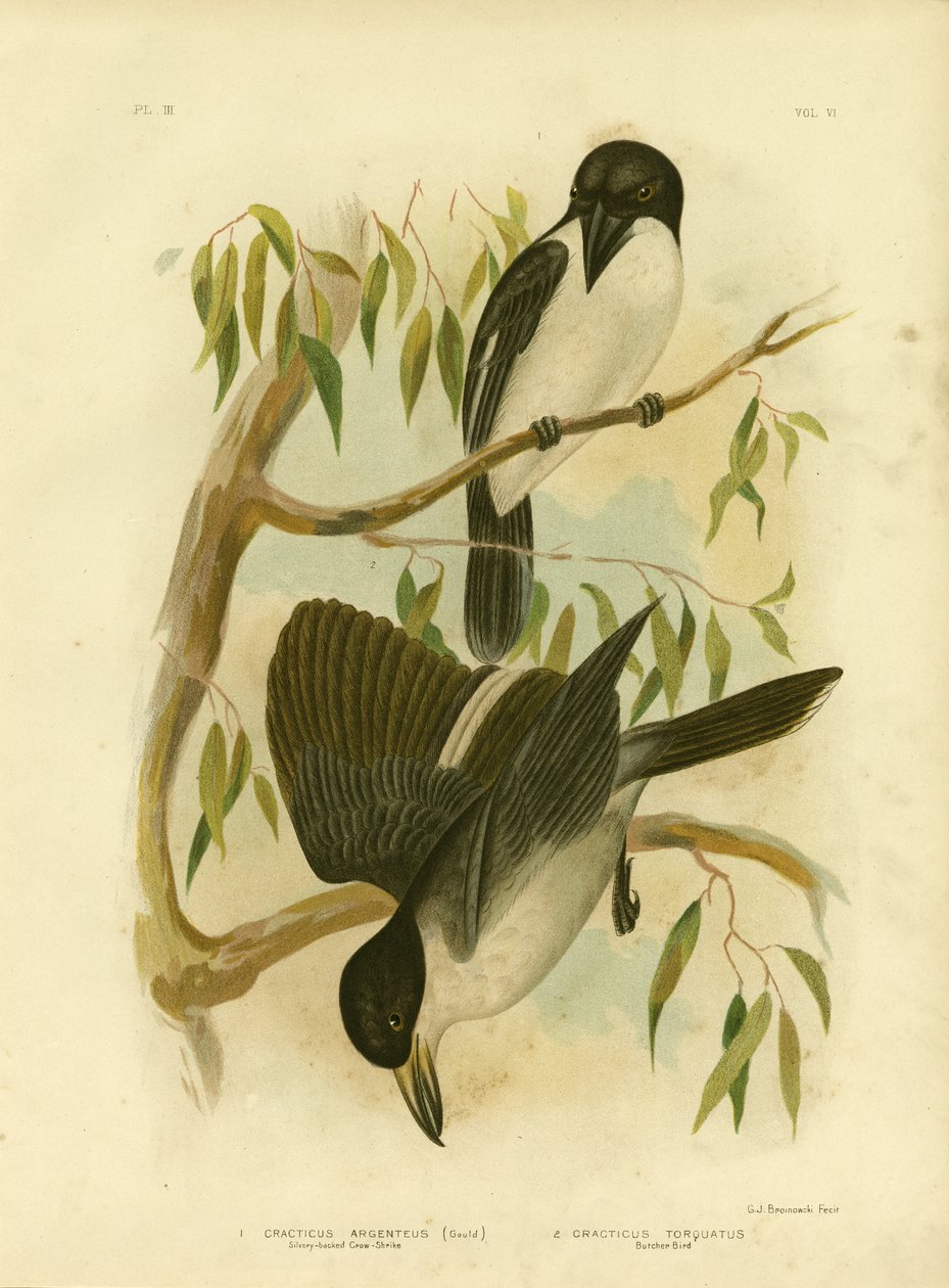Zilverrugkraaikiekendief of zilverrugslachtervogel, 1891 door Gracius Broinowski