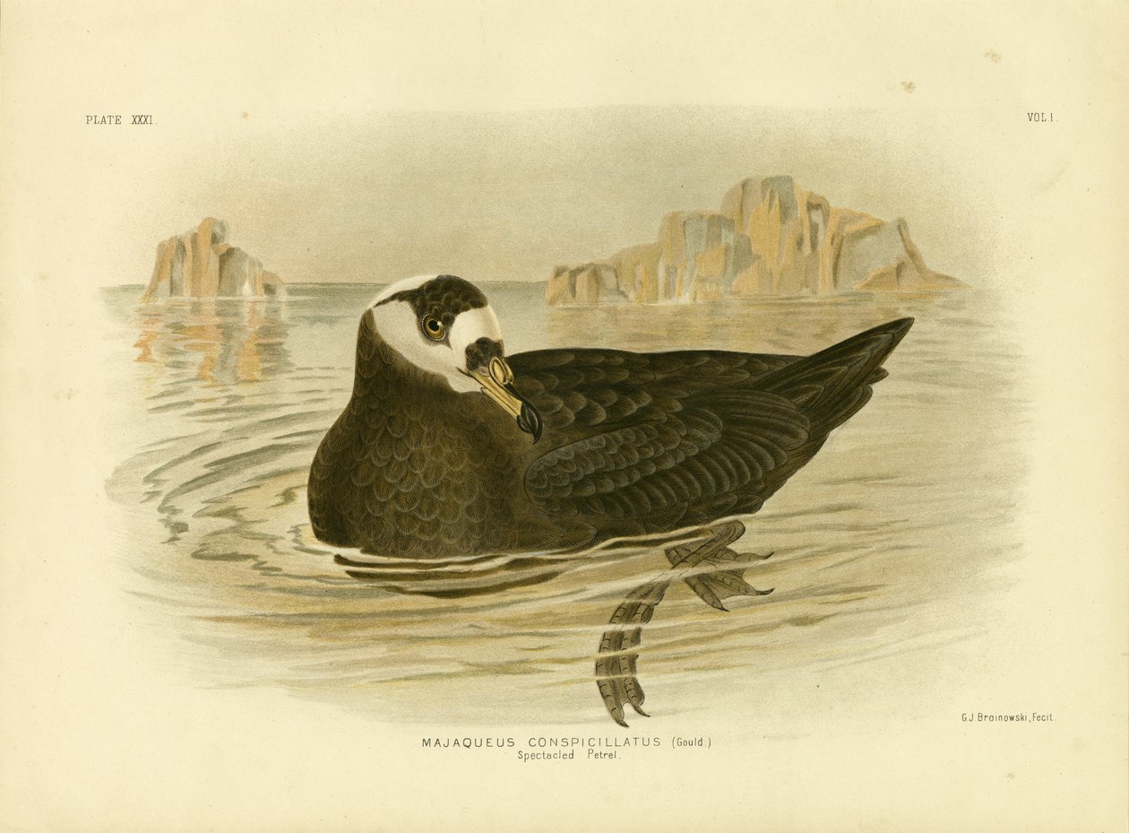 Brilpetrel, 1891 door Gracius Broinowski