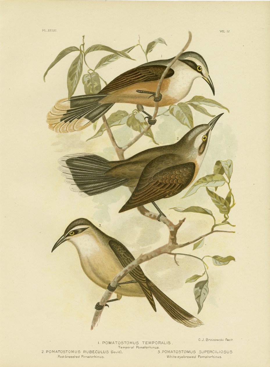 Tijdelijke Pomatorhinus of Grijskroontimalia, 1891 door Gracius Broinowski