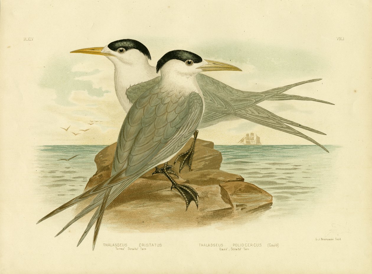 Torres Straits Stern, 1891 door Gracius Broinowski