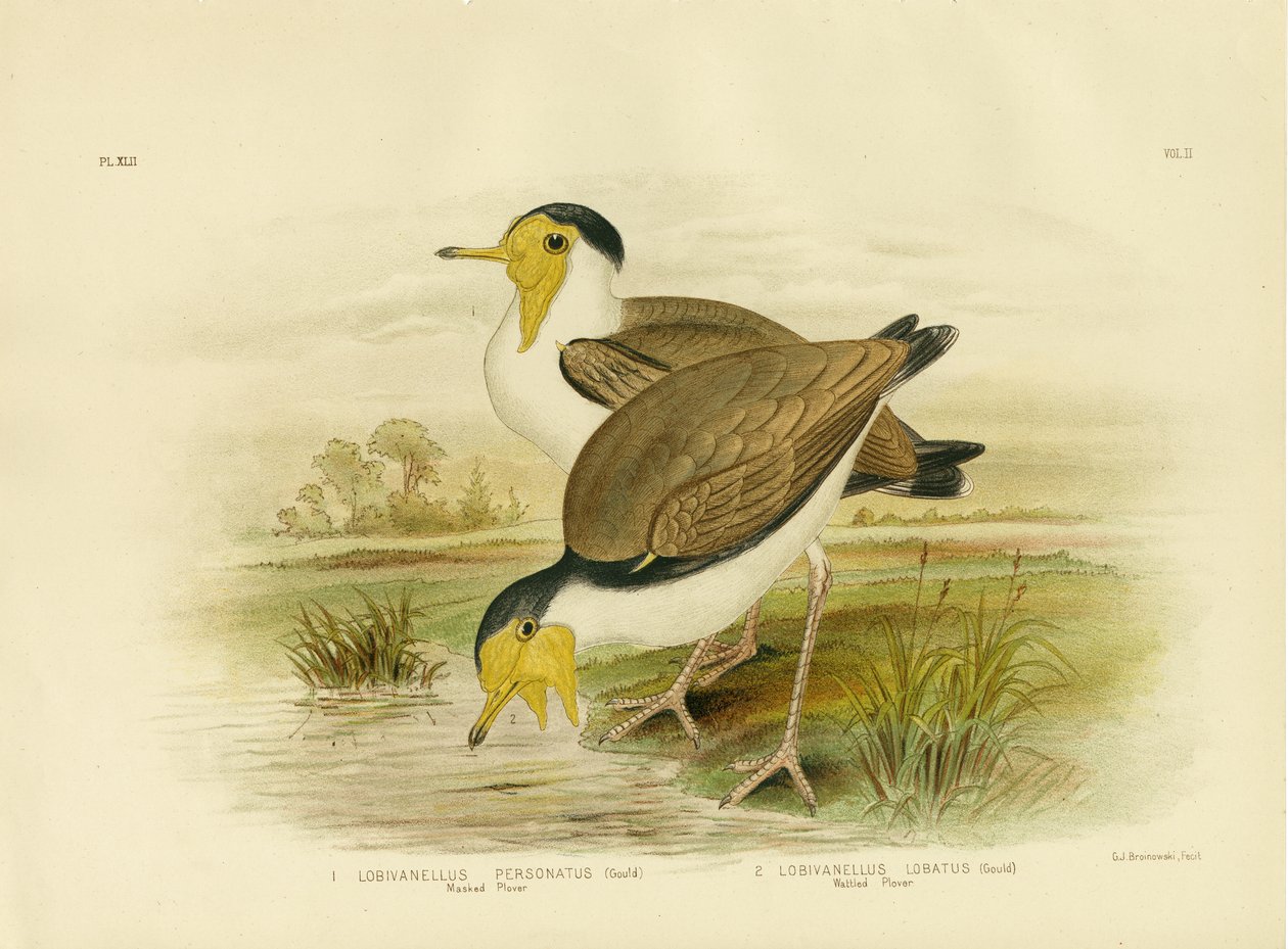 Wattled Plevier, 1891 door Gracius Broinowski