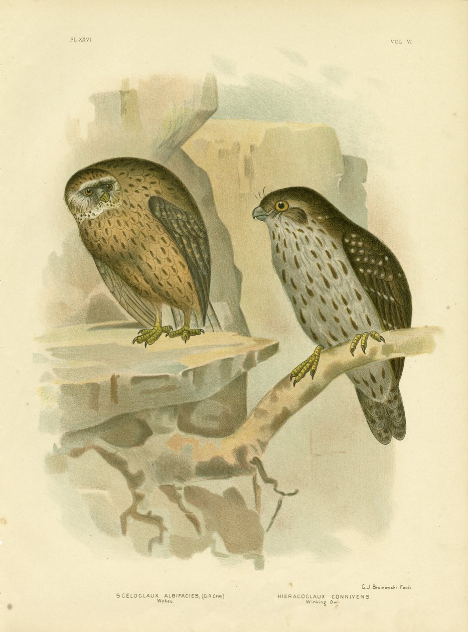 Wekau of Lachende Uil, 1891 door Gracius Broinowski