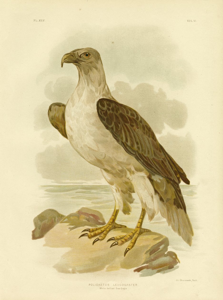 Witbuikzeearend, 1891 door Gracius Broinowski