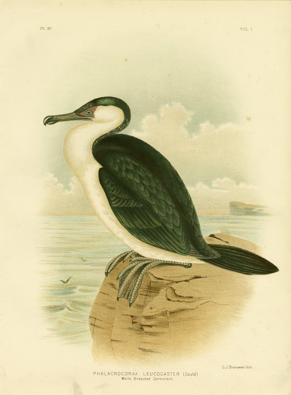 Witborst aalscholver, 1891 door Gracius Broinowski
