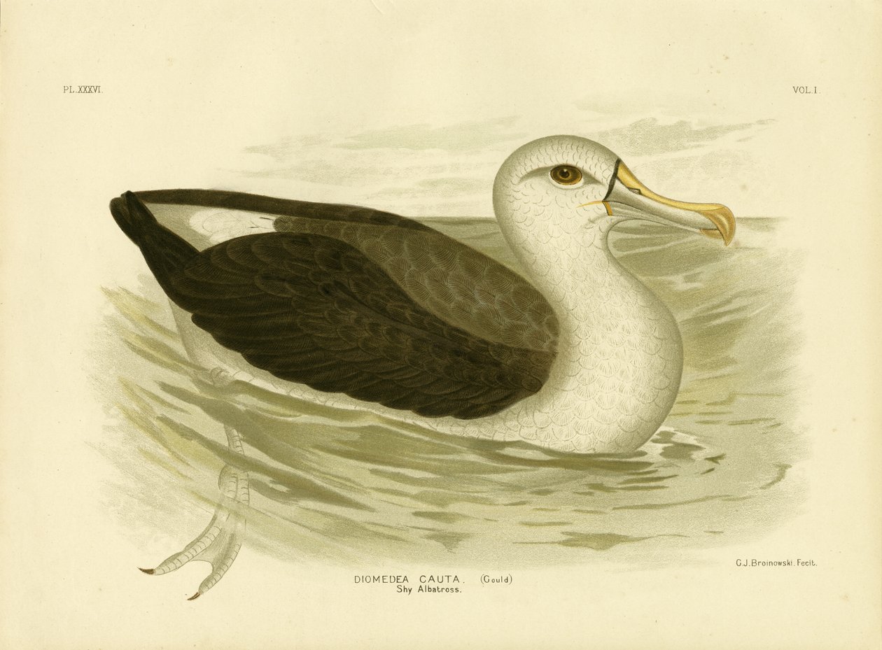 Witkapalbatros, 1891 door Gracius Broinowski