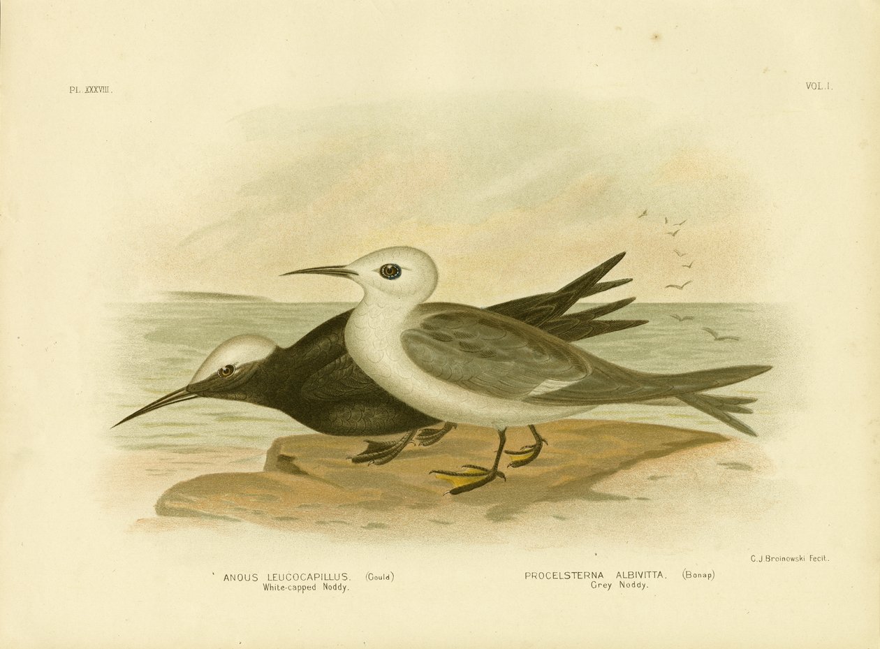Witgekroonde Noddy, 1891 door Gracius Broinowski