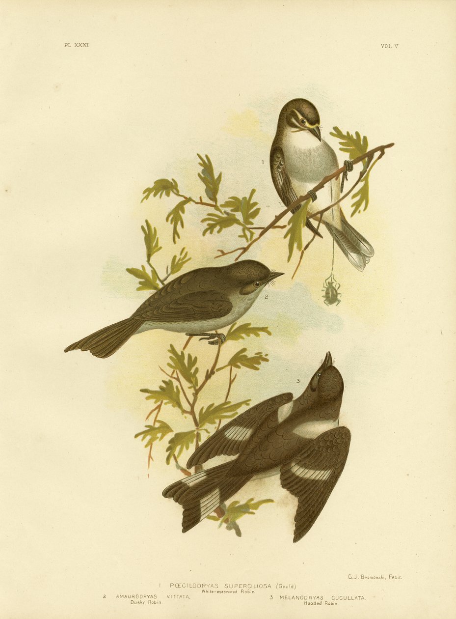 Witwenkbrauwroodborst, 1891 door Gracius Broinowski