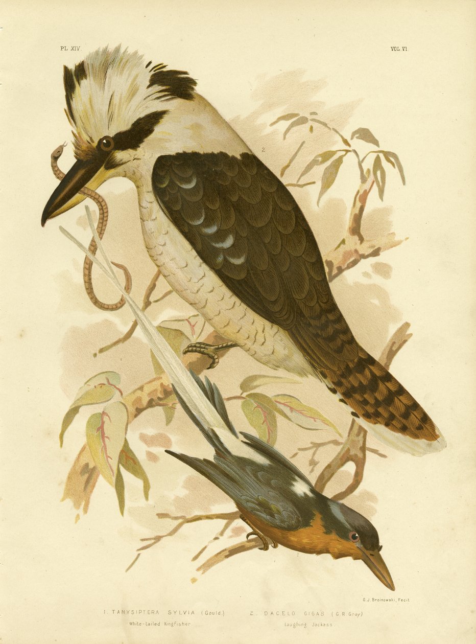 Witstaartijsvogel, 1891 door Gracius Broinowski