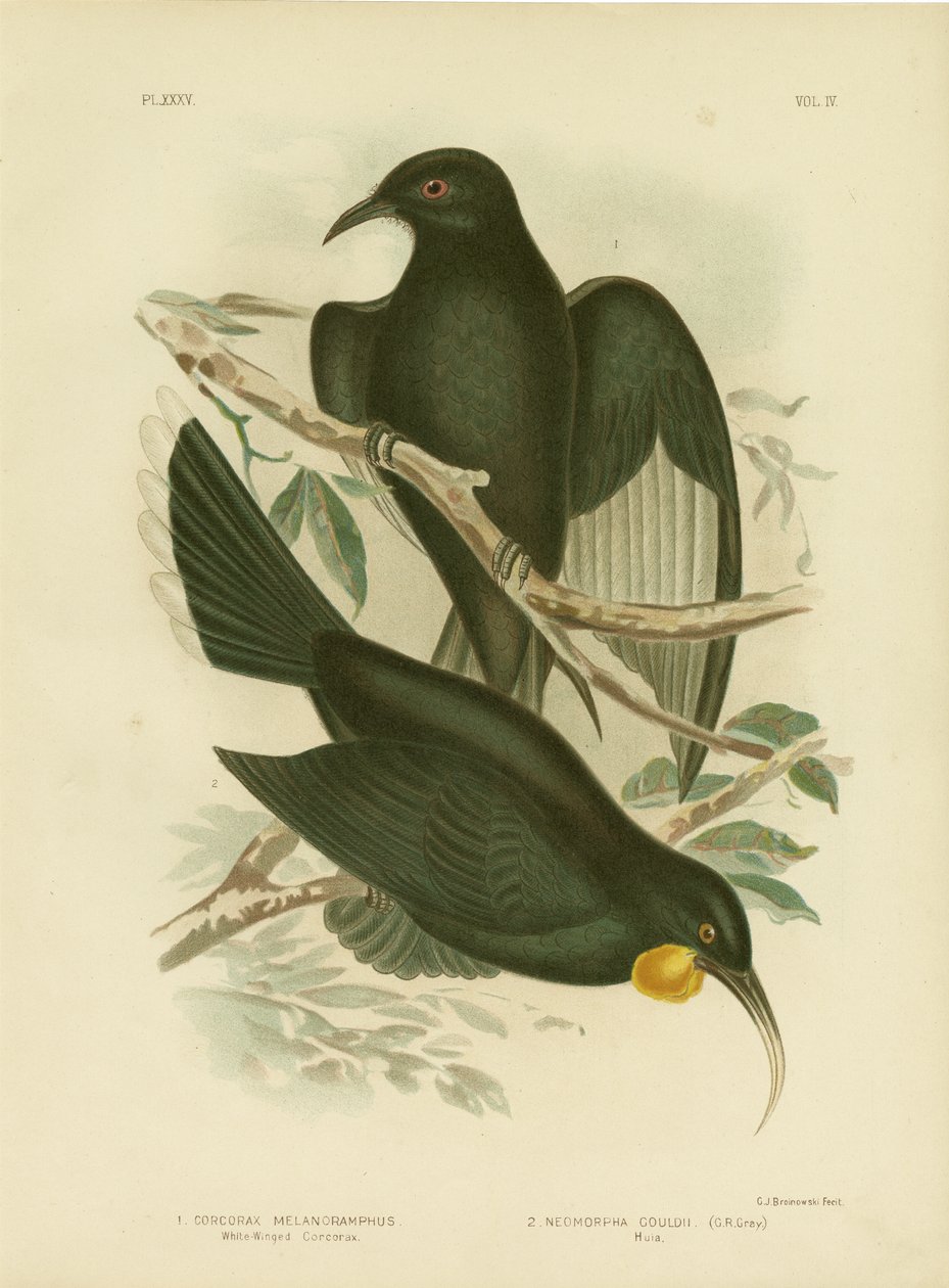 Witvleugelige Corcorax, 1891 door Gracius Broinowski