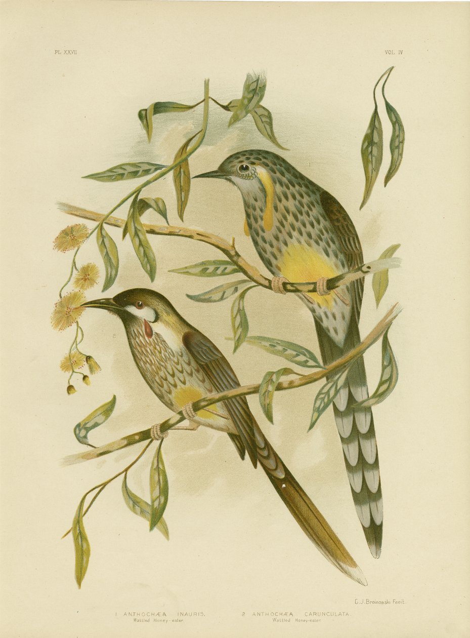 Gele Wattlebird, 1891 door Gracius Broinowski