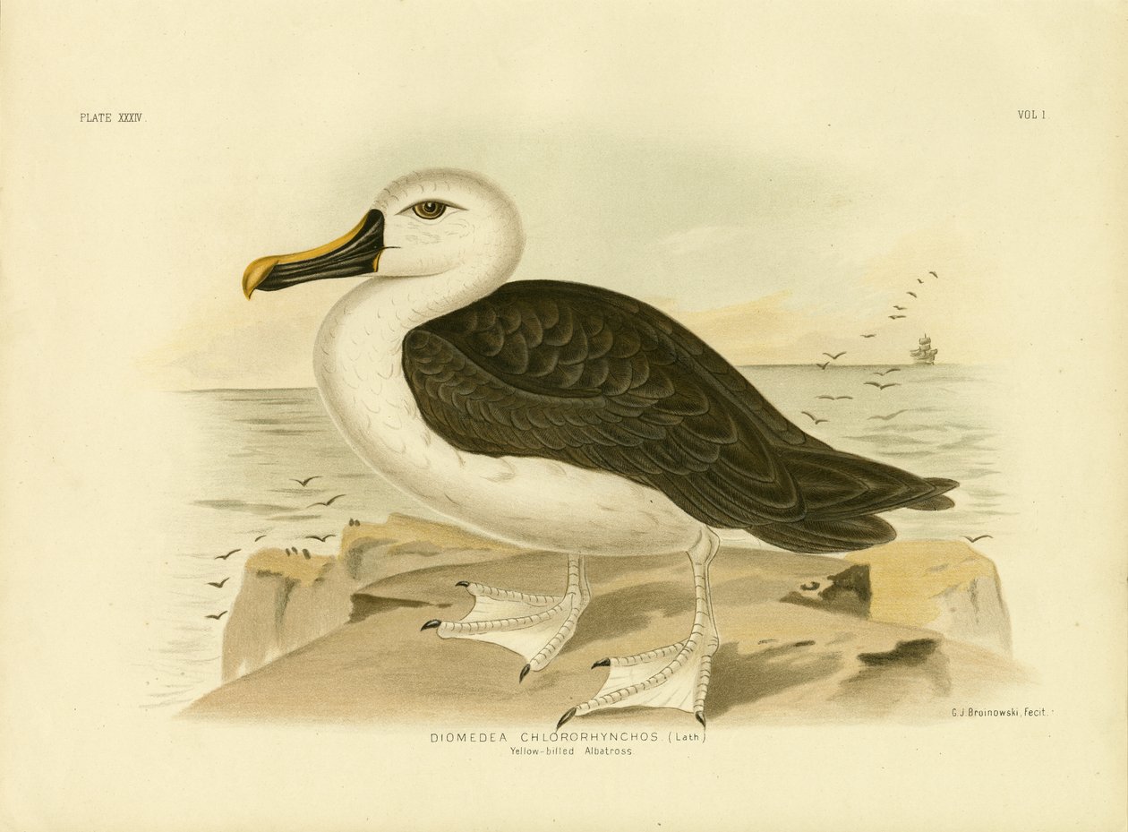 Geelneusalbatros, 1891 door Gracius Broinowski