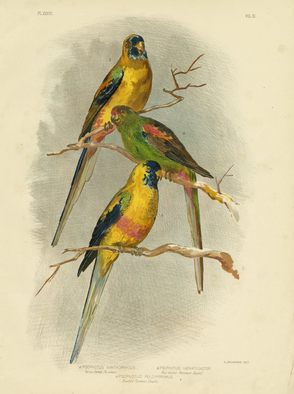 Geel-vented parkiet, 1891 door Gracius Broinowski