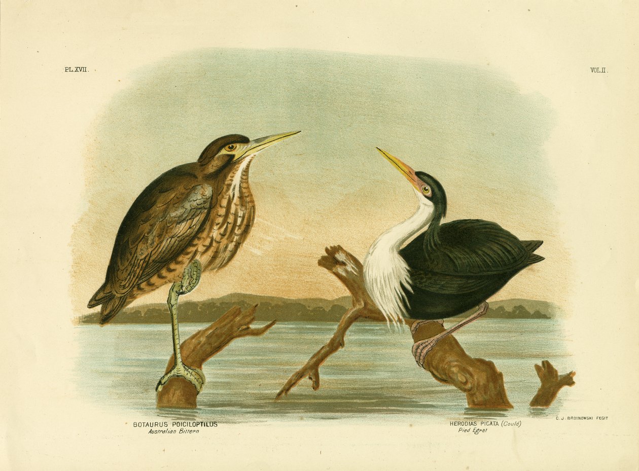 Australische Roerdomp, 1891 door Gracius Broinowski