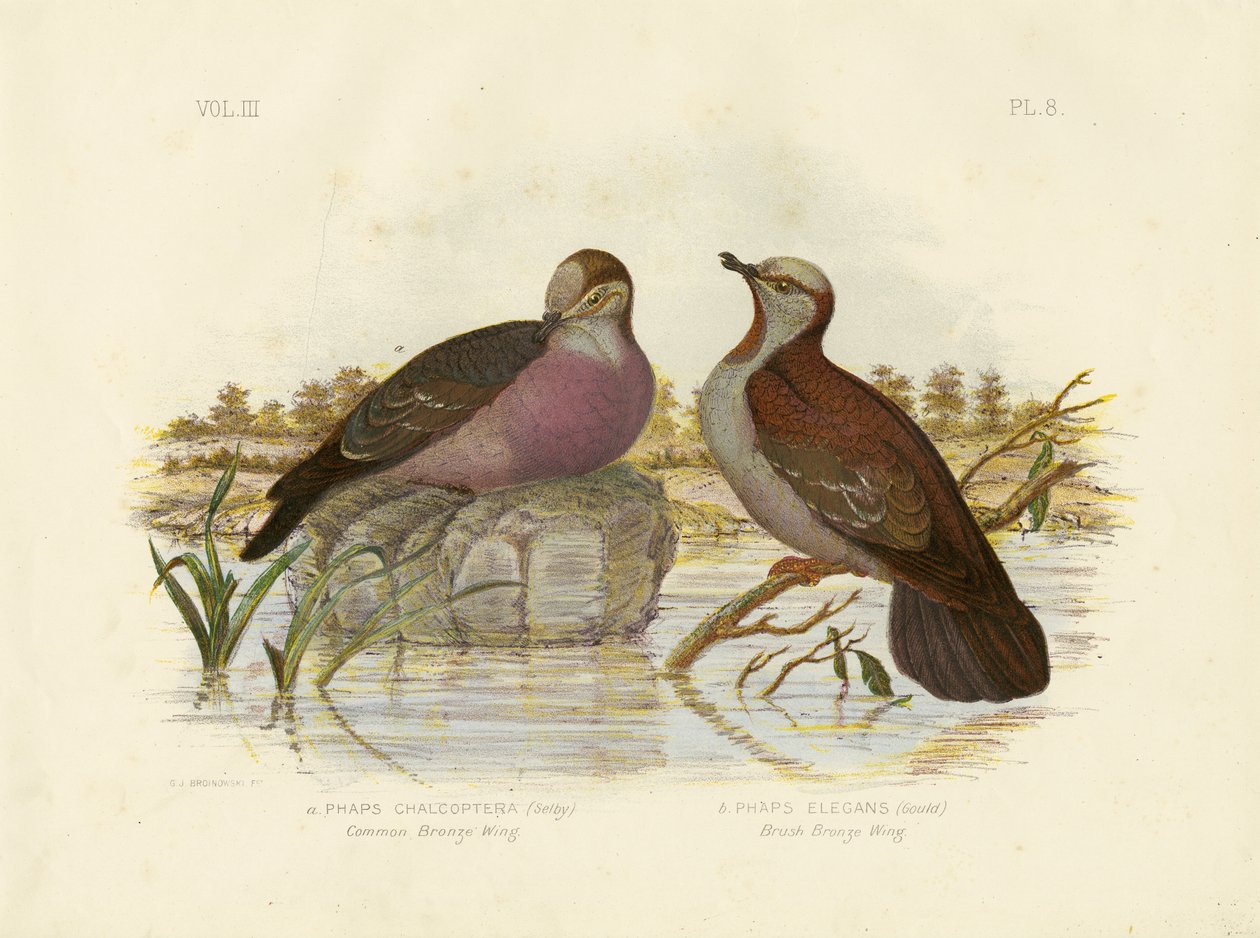 Gewone bronzewing, 1891 door Gracius Broinowski