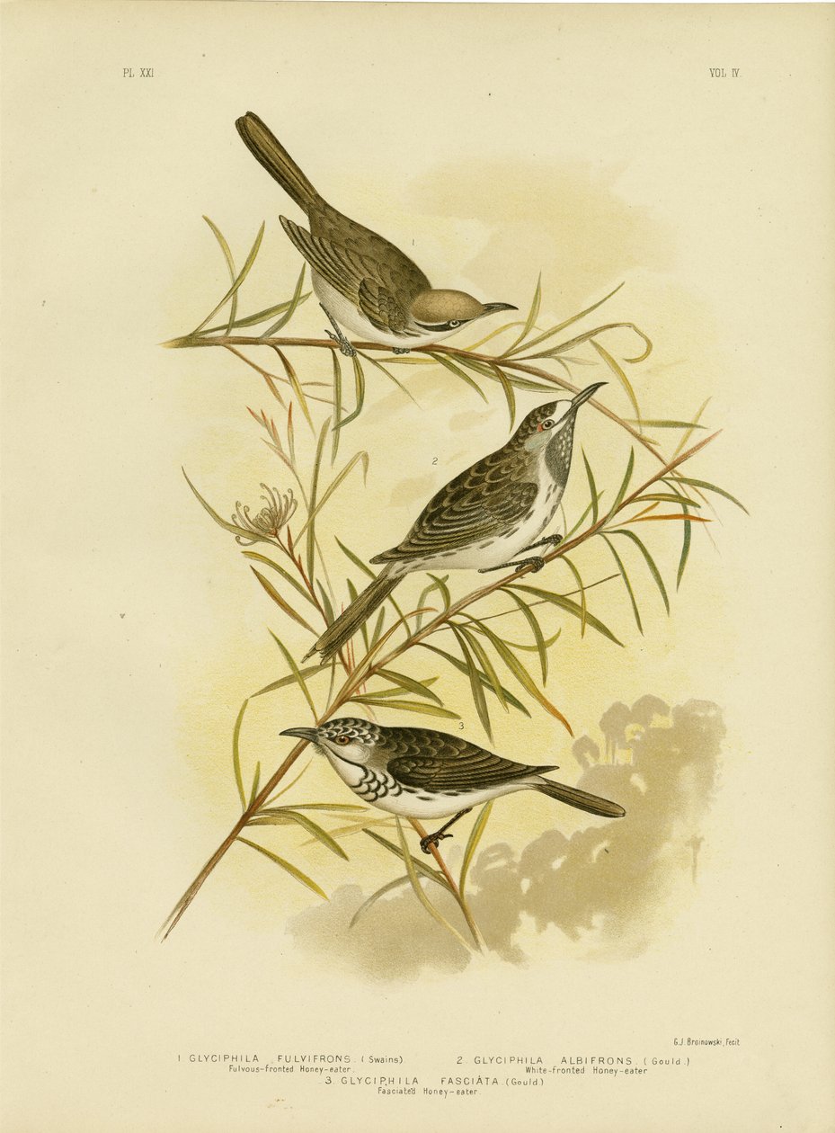 Fulvous-Fronted Honeyeater, 1891 door Gracius Broinowski