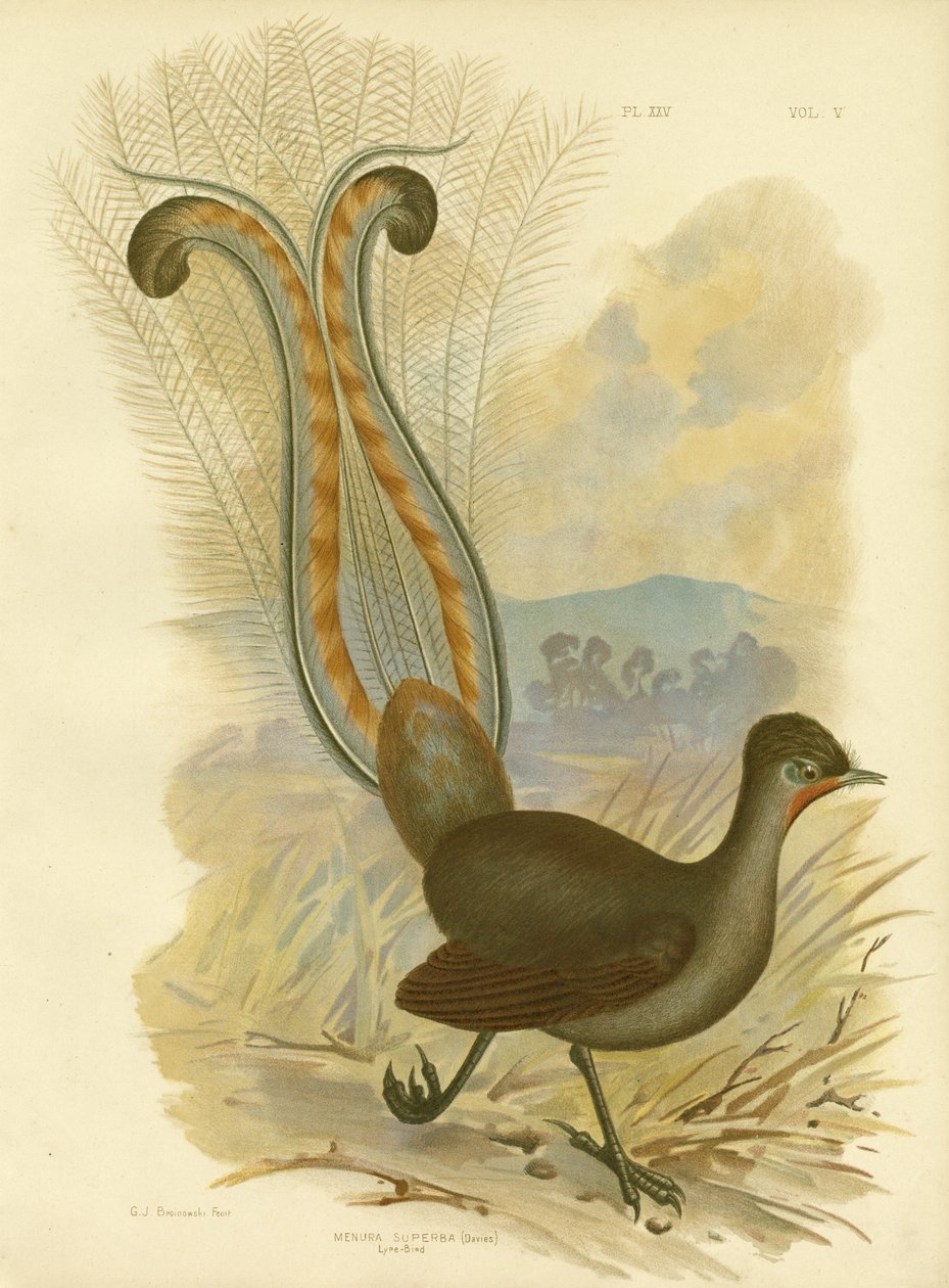 Liervogel, 1891 door Gracius Broinowski
