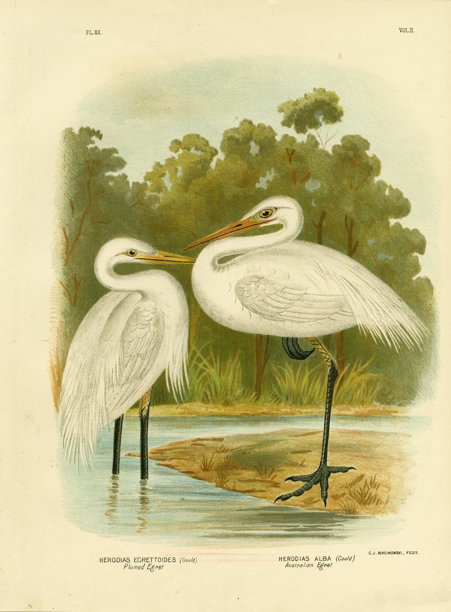 Gepluimde reiger of middelste reiger, 1891 door Gracius Broinowski